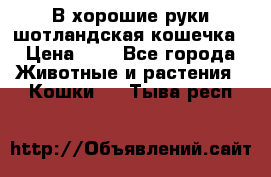 В хорошие руки шотландская кошечка › Цена ­ 7 - Все города Животные и растения » Кошки   . Тыва респ.